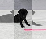 Puppy Puppy 5 Cane Corso