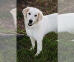 Small #4 Great Pyrenees