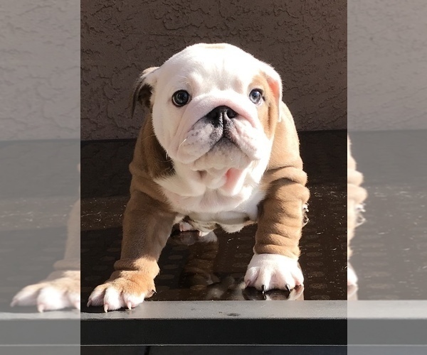 Medium Photo #4 Bulldog Puppy For Sale in SUISUN CITY, CA, USA