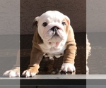 Small Photo #4 Bulldog Puppy For Sale in SUISUN CITY, CA, USA