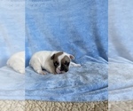 Puppy 5 French Bulldog