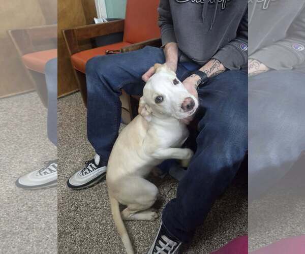 Medium Photo #1 Retriever -Unknown Mix Puppy For Sale in Martinsburg, WV, USA