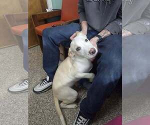 Retriever -Unknown Mix Dogs for adoption in Martinsburg, WV, USA