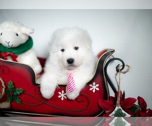 Maremma Sheepdog Puppy for sale in CONWAY, MO, USA