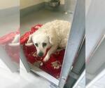 Small Poodle (Miniature) Mix
