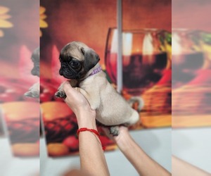 Pug Puppy for sale in TAMPA, FL, USA
