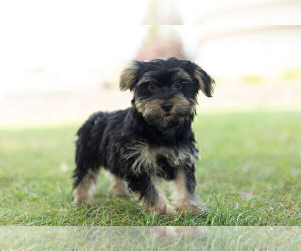 Medium Photo #4 Morkie Puppy For Sale in WARSAW, IN, USA