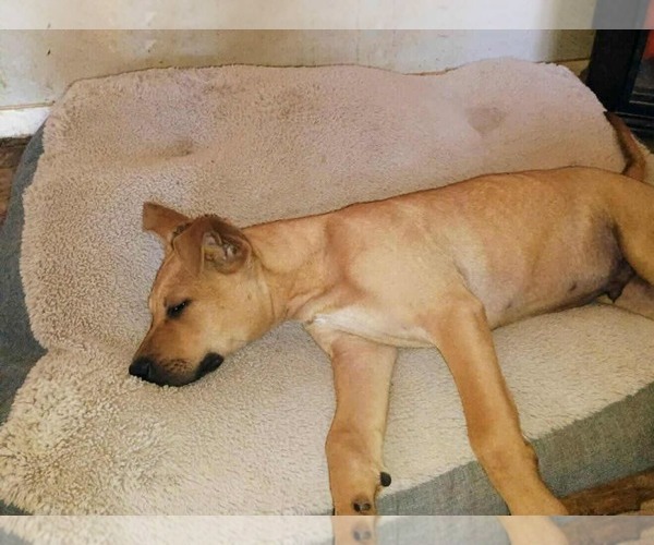 Medium Photo #4 Mutt Puppy For Sale in Princeton, MN, USA