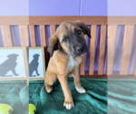 Small #1 Golden Retriever Mix