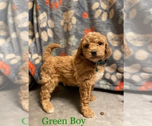 Goldendoodle-Poodle (Miniature) Mix Puppy for sale in DAYTON, VA, USA