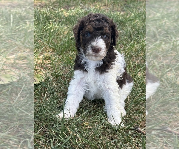 Medium Photo #4 Poodle (Standard) Puppy For Sale in LONGMONT, CO, USA
