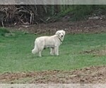 Small Photo #1 English Cream Golden Retriever Puppy For Sale in DUNDEE, OH, USA