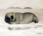 Small #10 Pug