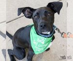 Small #23 Labrador Retriever Mix