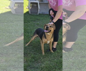 Ox: At shelter - Male Mutt Dog for Adoption - Photo #2