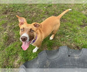 Australian Kelpie-German Shepherd Dog Mix Dogs for adoption in McKinleyville, CA, USA