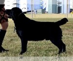 Small Photo #1 Labrador Retriever Puppy For Sale in CANTON, GA, USA