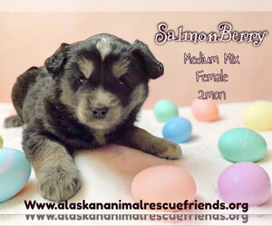 Australian Shepherd-Unknown Mix Dogs for adoption in Anchorage, AK, USA