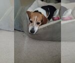 Small Photo #2 Beagle-Unknown Mix Puppy For Sale in Herndon, VA, USA