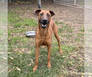 Doberman Pinscher-Unknown Mix Dogs for adoption in Modesto, CA, USA