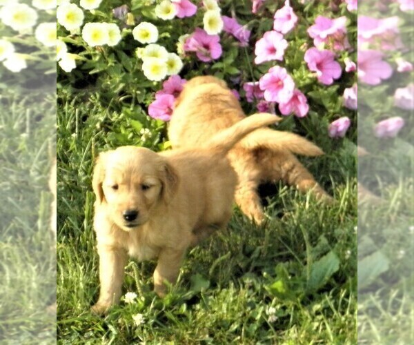Medium Photo #11 Golden Retriever Puppy For Sale in VERMONTVILLE, MI, USA