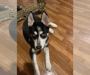 Siberian Husky Puppy for sale in KENNETT SQ, PA, USA