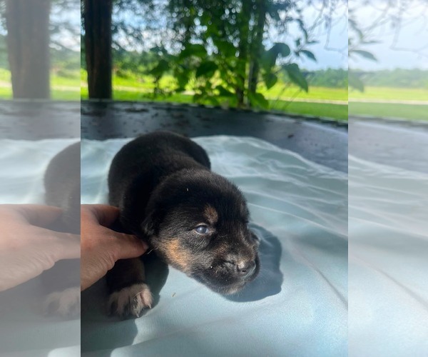 Medium Photo #3 Doberman Pinscher-German Shepherd Dog Mix Puppy For Sale in HOPKINSVILLE/PRINCETON, KY, NH, USA