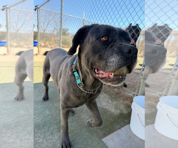 Medium Photo #5 Mutt Puppy For Sale in Goodyear, AZ, USA
