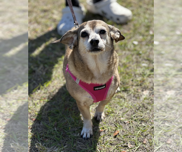 Medium Photo #4 Dachshund-Unknown Mix Puppy For Sale in Weston, FL, USA