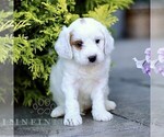 Small #2 Goldendoodle (Miniature)