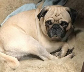 Father of the Pug puppies born on 01/11/2019