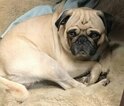 Small Photo #1 Pug Puppy For Sale in WALTON, KY, USA