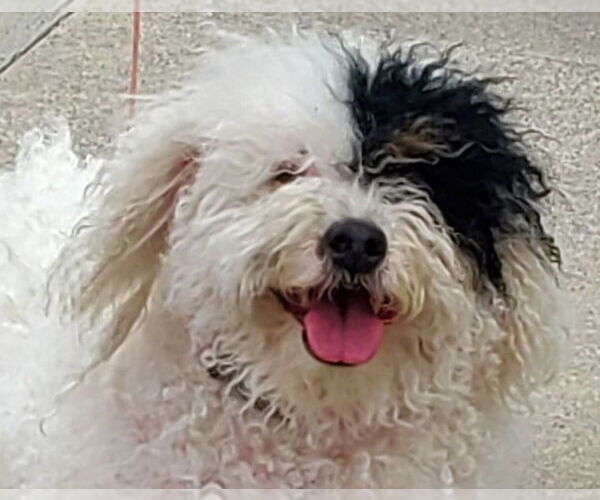 Medium Photo #8 Mutt Puppy For Sale in Lake Forest, CA, USA