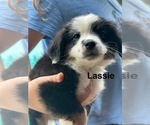 Puppy Lassie Green Miniature Australian Shepherd