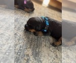 Small #12 Rottweiler