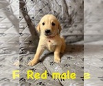 Puppy Red Golden Labrador