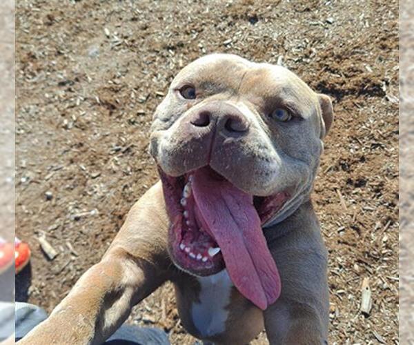 Medium Photo #2 American Staffordshire Terrier-Unknown Mix Puppy For Sale in Denver, CO, USA