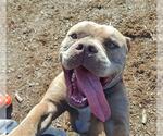 Small #1 American Staffordshire Terrier Mix