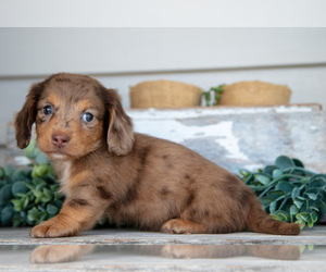 Medium Dachshund