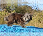 Small #18 ShihPoo