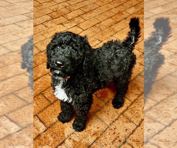 Medium Photo #1 Bernedoodle Puppy For Sale in WELLFORD, SC, USA
