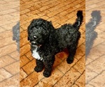 Puppy Puppy 2 Bernedoodle
