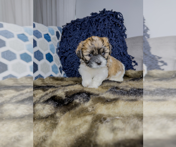 Medium Photo #21 Zuchon Puppy For Sale in CLERMONT, FL, USA