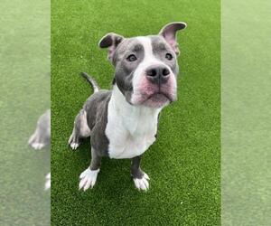 American Pit Bull Terrier-Unknown Mix Dogs for adoption in Salisbury, NC, USA