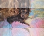 Small Photo #295 Yorkshire Terrier Puppy For Sale in AKRON, OH, USA