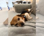 Small #2 Beagle Mix