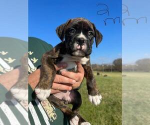 Boxer Puppy for sale in COXS CREEK, KY, USA