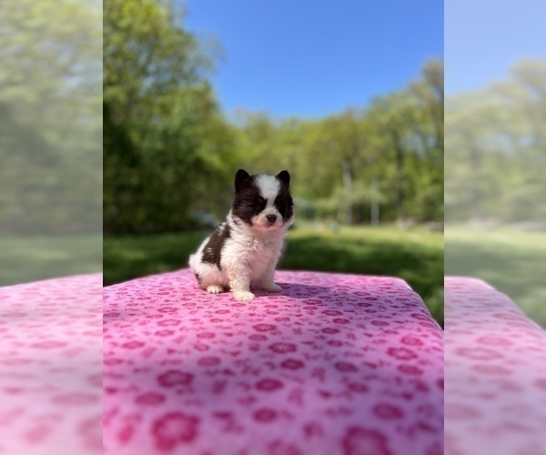 Medium Photo #2 Pomsky Puppy For Sale in DRACUT, MA, USA