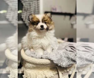 Pomeranian Litter for sale in LOWELL, MA, USA