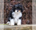 Small Photo #3 Miniature Bernedoodle Puppy For Sale in MARION CENTER, PA, USA